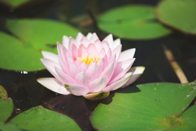 Pink flower water lily between leaves