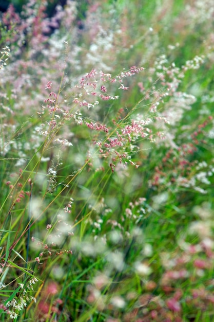 Pink flower of wild grass