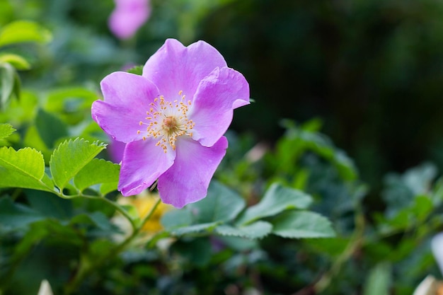 Pink flower wild rose blossoms on the Bush springtime closeup