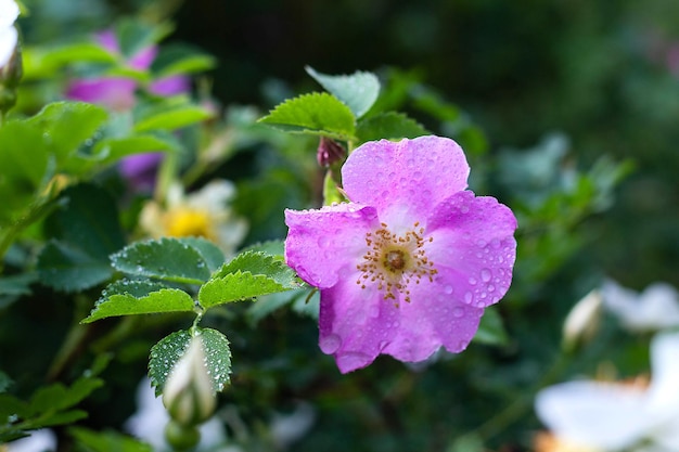 Pink flower wild rose blossoms on the Bush springtime closeup