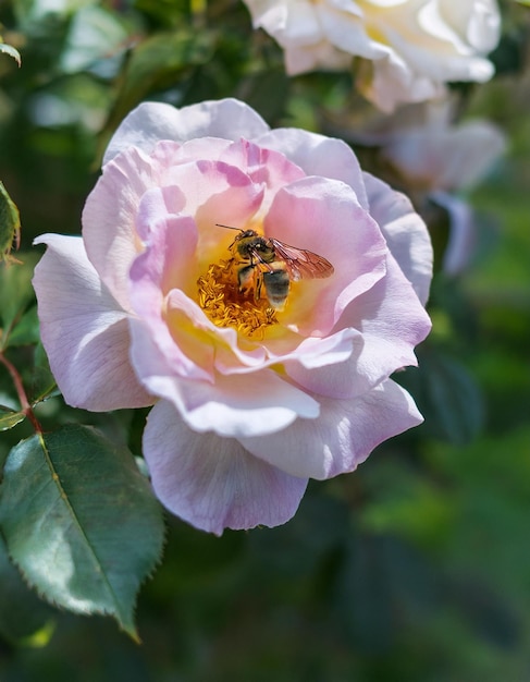 Photo a pink flower with a bee on it