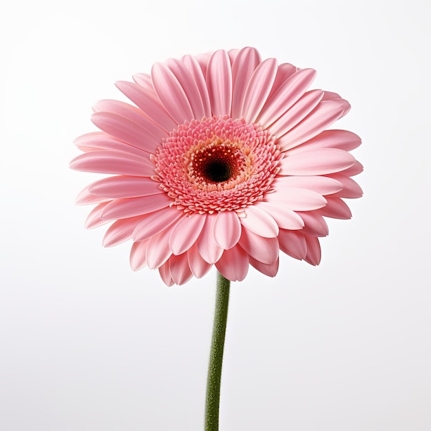 a pink flower with a black center and a small hole in the center