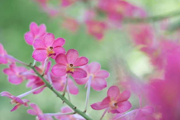 Pink flower with copy space using as background 