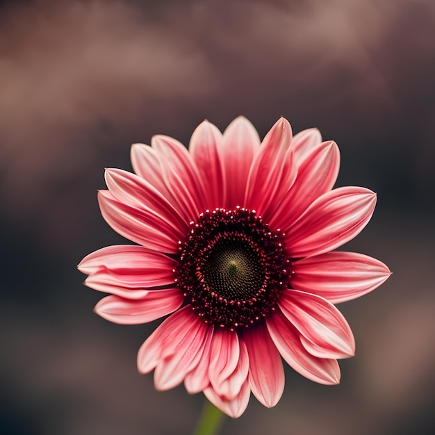 A pink flower with a dark background and a dark background.