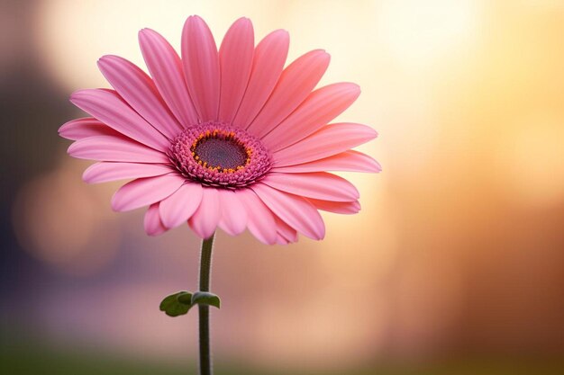 Pink flower with defocused background