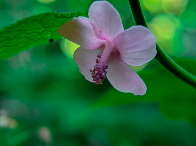 A pink flower with a green background