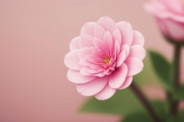 Photo a pink flower with a green center and the center is pink