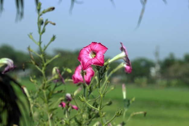 A pink flower with a green center