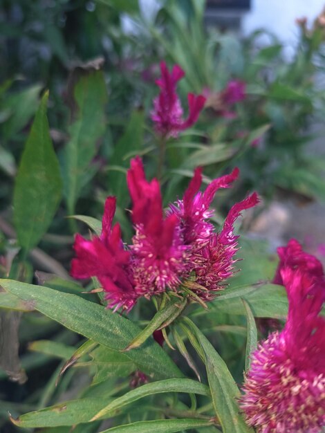 pink flower with green leaves in garden