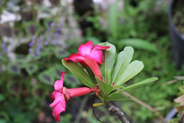 A pink flower with green leaves and a green plant in the background.