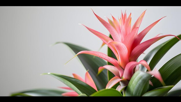 a pink flower with green leaves and pink flowers