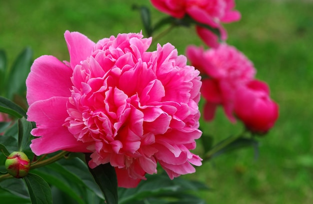 A pink flower with a green stem