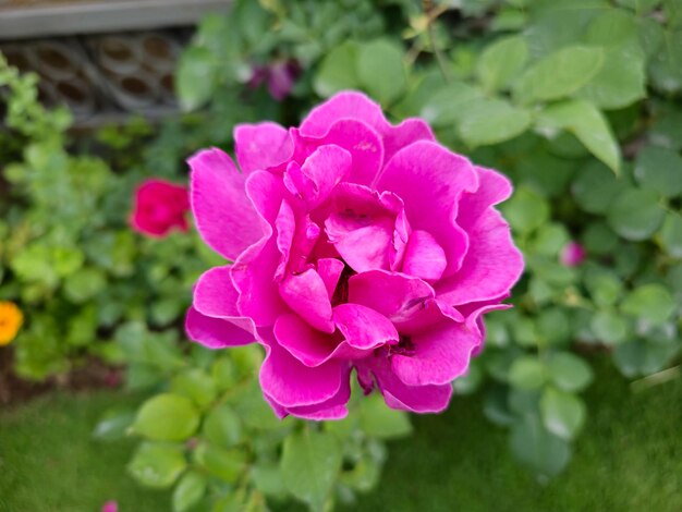 Photo a pink flower with a purple center and the word  petal  on the bottom