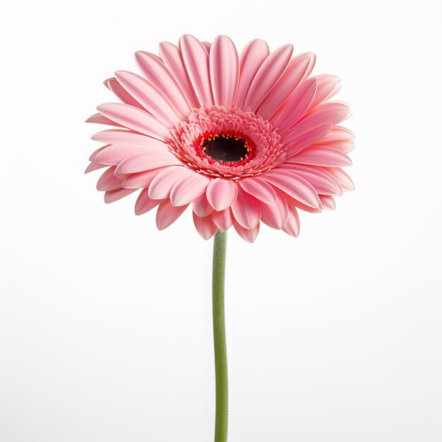 Photo a pink flower with a red center and a black center