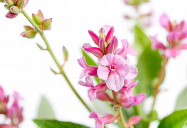 a pink flower with a red center and green leaves