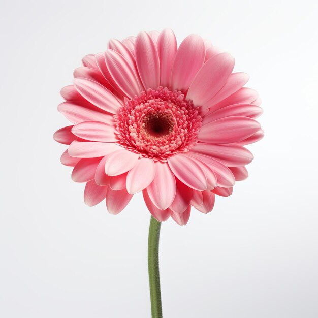 Photo a pink flower with a red center and a red center