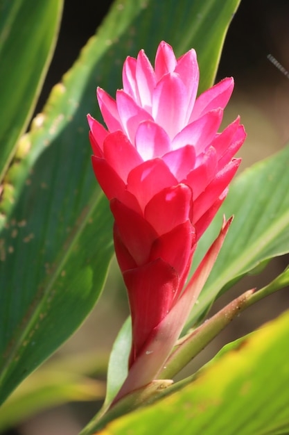 A pink flower with a red center