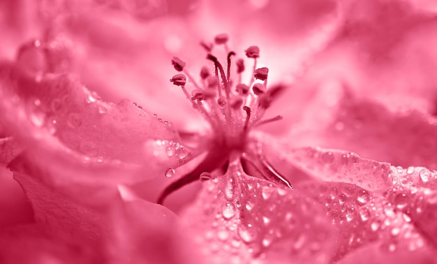 Pink Flower with stamens closeup in color trends viva magenta in water drops abstract background