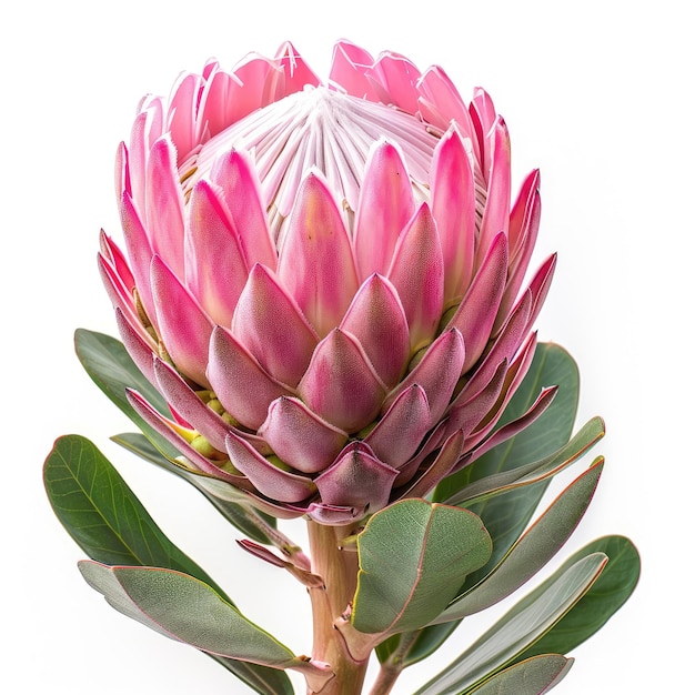 Photo a pink flower with a white background and a white background