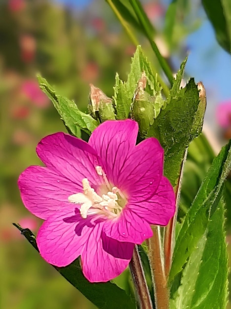 Photo a pink flower with a white center is in the center.