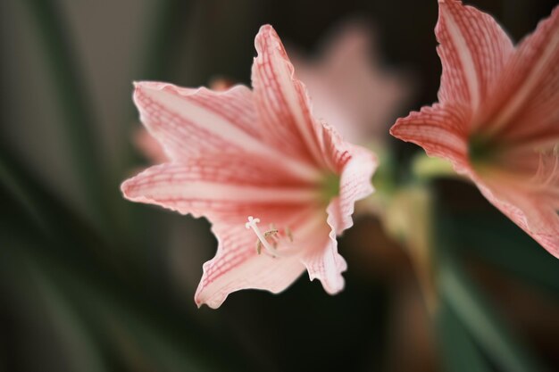 Photo a pink flower with a white center and a white center.