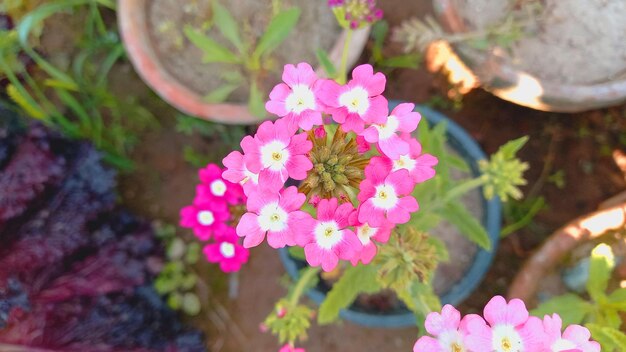 a pink flower with white and yellow flowers in a pot