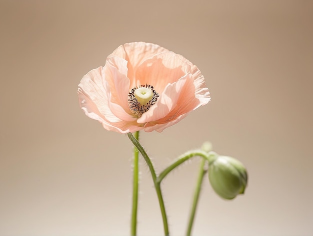 Photo a pink flower with the word quot bud quot on it