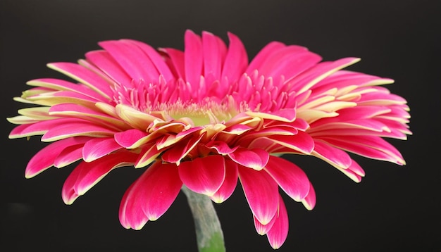 A pink flower with the word daisy on it