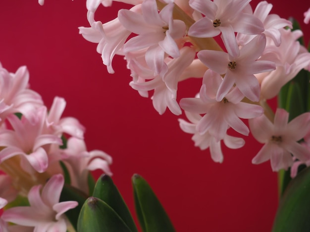 A pink flower with the word hyacinth on it