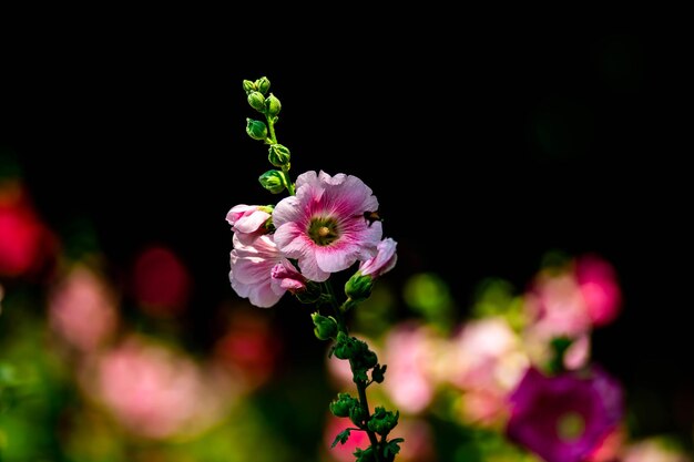 a pink flower with the word  spring  on it