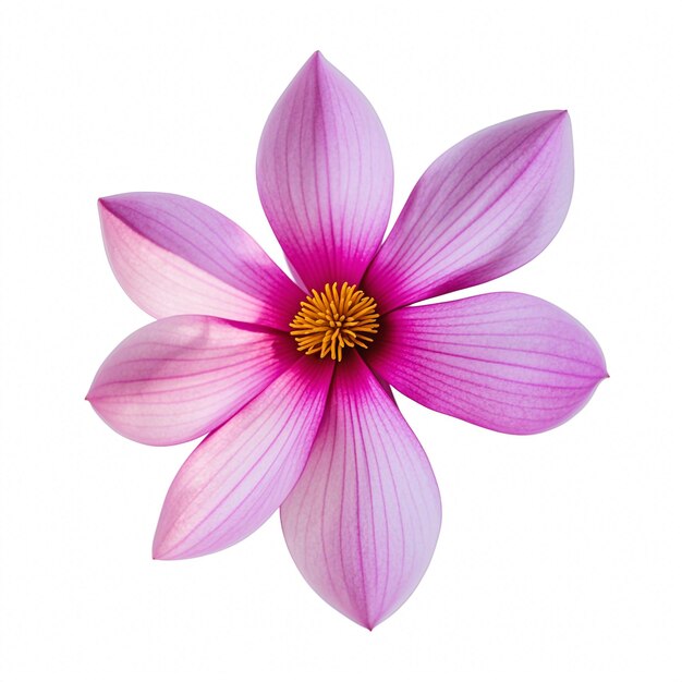 a pink flower with a yellow center and the center of the center