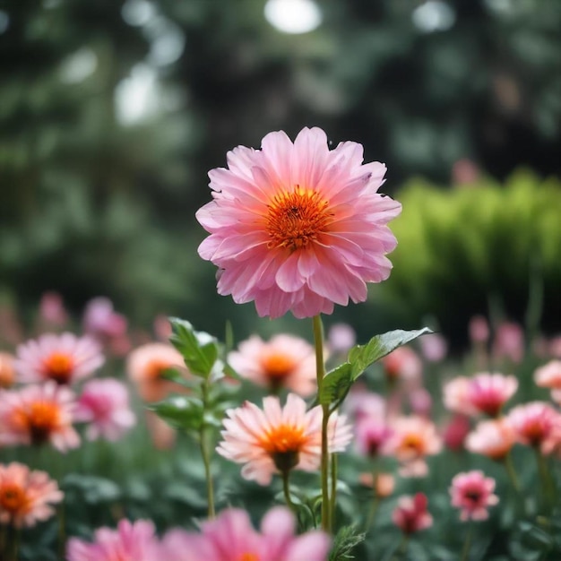 a pink flower with a yellow center and the center of the flower is pink