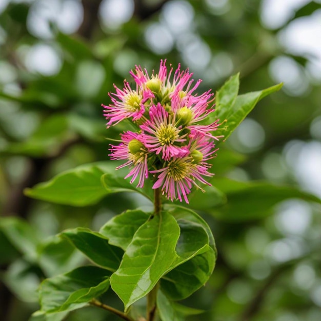 a pink flower with a yellow center and a green leaf