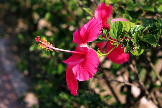 A pink flower with a yellow center is in the center of the flower.