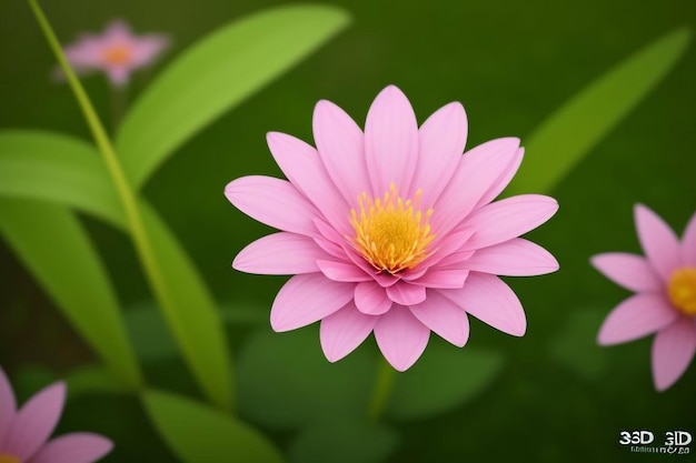 a pink flower with yellow center and a yellow center