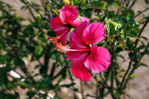 A pink flower with a yellow stamen is in front of a green background.