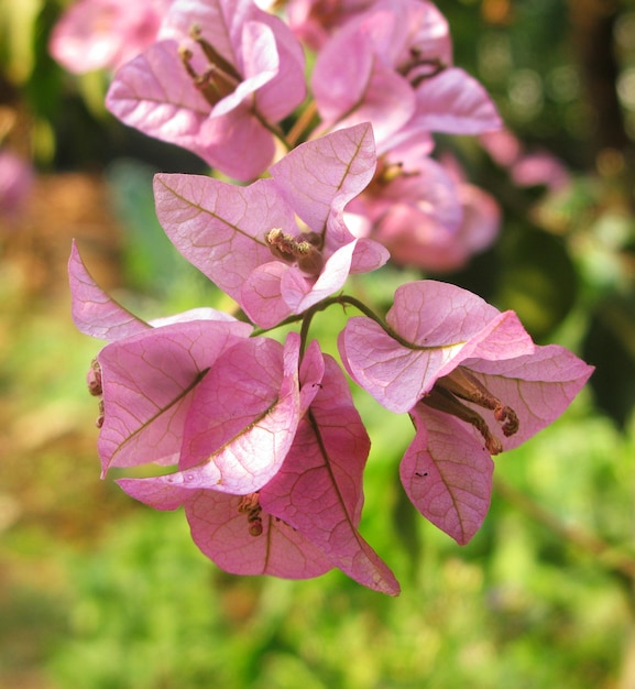 pink flower