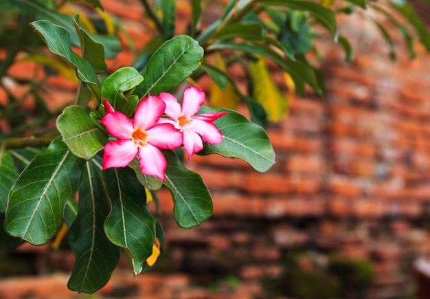 Pink flower