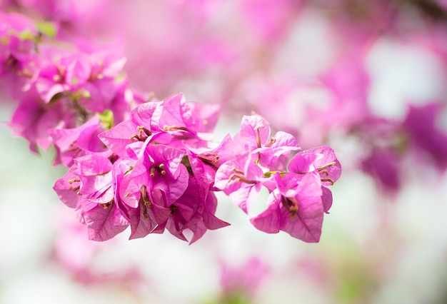 Pink flower