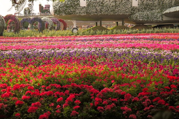 Pink flowering plants on field against buildings