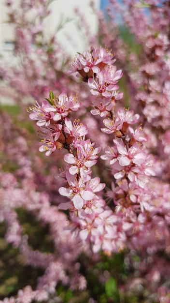 Pink flowering shrub on a sunny spring day Background in a blur