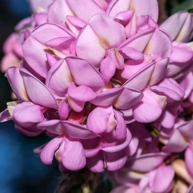 Pink flowers of the acacia