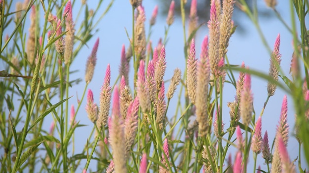 Photo pink flowers against a blue sky