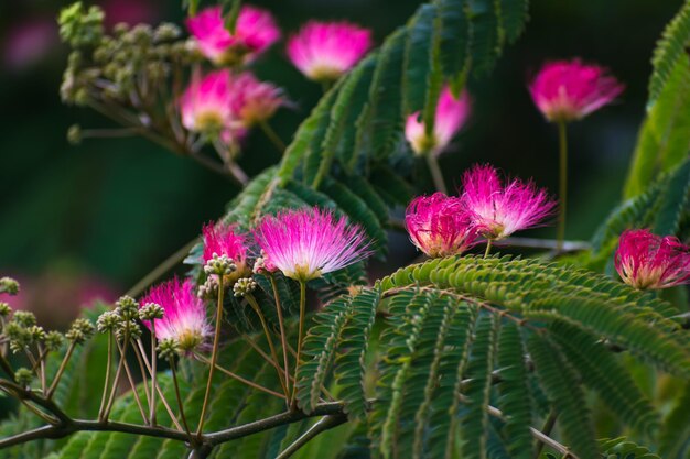 Pink flowers on albizia julibrissin tree the persian silk tree pink silk tree or mimosa tree Fabaceae