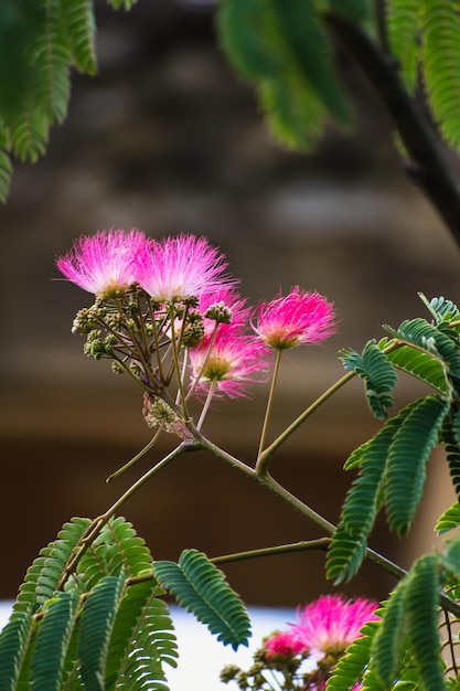 Pink flowers on albizia julibrissin tree the persian silk tree pink silk tree or mimosa tree Fabaceae