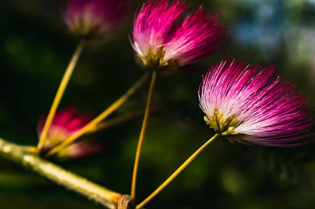 Pink flowers on albizia julibrissin tree the persian silk tree pink silk tree or mimosa tree Fabaceae