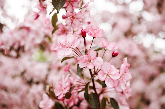 Pink flowers apple tree blooming branches on the pink bokeh background