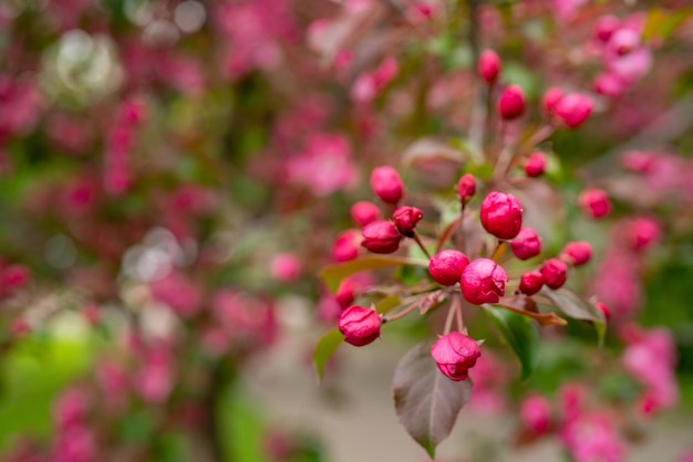 Pink flowers of an apple tree Spring flowering garden