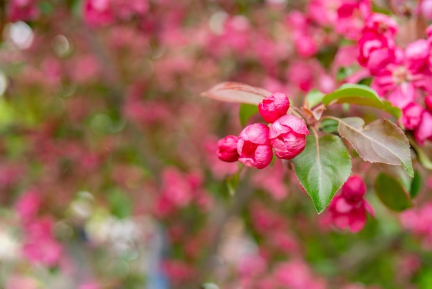 Pink flowers of an apple tree Spring flowering garden