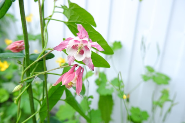 Pink flowers. Aquilegia, columbine flowers with pink, white petals, green leaves, pink buds.